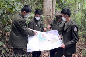 Phát triển rừng hiệu quả ở Điện Biên