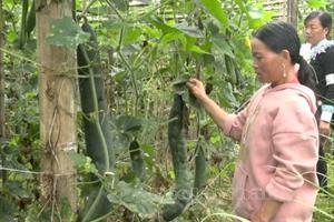 Trồng cây làm giàu ở Lai Châu