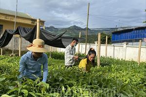 Đa dạng mô hình nông nghiệp phát triển kinh tế ở Điện Biên