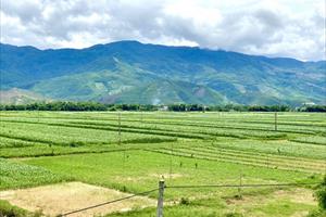 Quảng Nam: Mục tiêu chuyển 1.318 ha đất lúa sang cây trồng khác