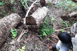 Cần xử lý nghiêm tình trạng phá rừng