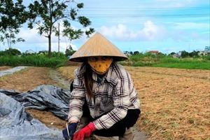 Thanh Hóa chủ động thu hoạch lúa và thực hiện các biện pháp bảo vệ cây trồng trước bão số 7