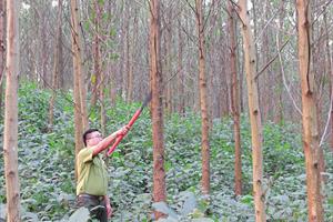 Hoà Bình triển khai giải pháp nâng cao giá trị kinh tế rừng