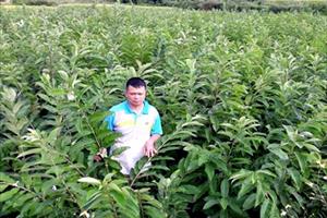 Trùng Khánh phấn đấu trồng mới 900ha dẻ đặc sản