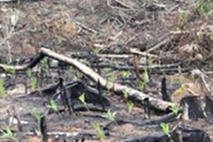 Phú Yên làm rõ vụ phá rừng ở huyện miền núi Sơn Hoà