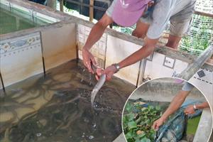 Nuôi lươn thương phẩm trong bể: Dễ nuôi, hiệu quả cao