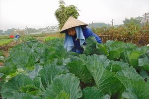 Bắc Giang gieo trồng gần 22.000ha cây vụ đông