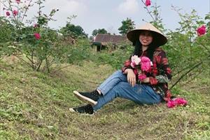 Gặp người trồng hoa hồng cổ ở xứ nóng Nghệ An