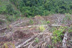 Bắc Giang tăng cường quản lý diện tích rừng bị cháy, phá trái pháp luật