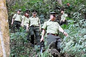 Kon Tum: Đã xử lí vụ công trường khai thác rừng Sa Thầy