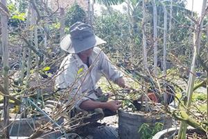 Phú Yên: Nhà vườn trồng hoa chuẩn bị cho vụ mới