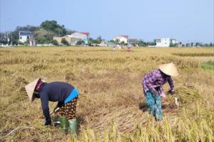 Nông dân Hà Tĩnh khẩn trương thu hoạch lúa hè thu sau mưa lớn