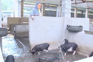 Thăm mô hình phát triển chăn nuôi lợn bản địa ở Mèo Vạc