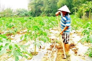 HLV thị xã An Nhơn: Góp phần nâng cao phong trào nông dân sản xuất kinh doanh giỏi