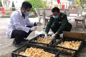 Lạng Sơn tăng cường công tác kiểm dịch động vật từ biên giới 