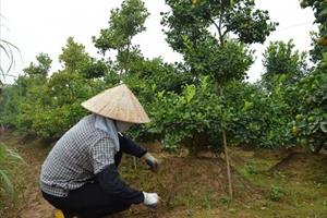 1.300 tỷ đồng Công ty Việt Á nâng khống kit xét nghiệm bằng nông dân Tàm Xá trồng quất gần 40 năm