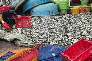 Tin thủy sản: Tôm nõn tăng giá, hải sản suy giảm có nên cấm biển?