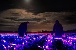 Cánh đồng Hà Lan “phát sáng” phục vụ canh tác nông nghiệp