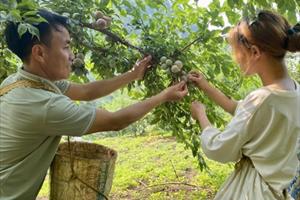 Festival trái cây và sản phẩm OCOP Việt Nam năm 2022 sẽ bắt đầu từ ngày 28/5 tại Sơn La
