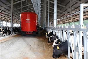 Khoảng 1.700 bò sữa về trang trại Vinamilk Quảng Ngãi đầu năm 2021