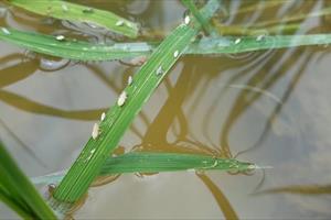 Rầy lưng trắng bùng phát gây hại lúa mùa ở Nam Định