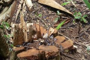 Đắk Nông: Vụ nhiều cây gỗ bị xẻ “thịt”, hàng loạt cán bộ liên quan bị xử lý kỷ luật