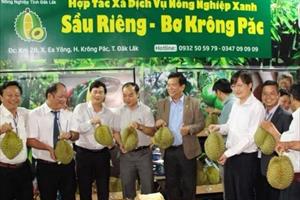 30 hợp tác xã ở Đắk Lắk được vay vốn ưu đãi