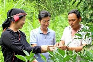 Quang Bình phát triển nông nghiệp theo hướng hàng hóa, bền vững