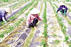 Tin NN ĐBSH: Hỗ trợ nông dân tiếp cận tiến bộ kỹ thuật, nâng cao chất lượng sản phẩm OCOP