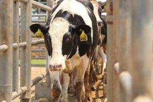 Tập đoàn TH hoàn tất nhập khẩu 4.500 con bò sữa giống cao sản HF 
