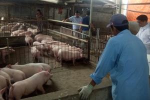 Bắc Giang xây dựng kịch bản phòng chống dịch tả lợn châu Phi
