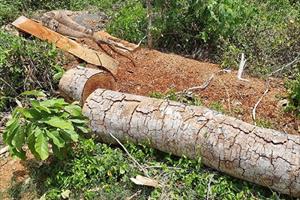 Khởi tố vụ án phá rừng ở huyện miền núi Sơn Hoà