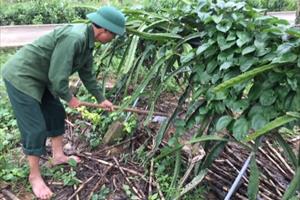 Thời tiết cực đoan, khoai mài Sơn Giang thiệt hại nhiều	