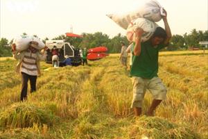 Giá lúa thế giới tăng, nông dân ĐBSCL vẫn chưa vui