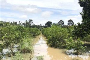 Khôi phục sản xuất cây trồng bị ngập lụt, úng sau mưa lũ