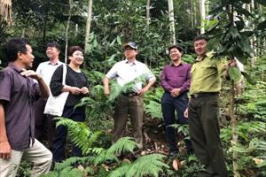 Lào Cai tăng cường tiếp cận quản lý, sử dụng rừng của đồng bào dân tộc thiểu số