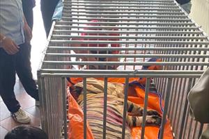 Nghệ An: Phát hiện 17 con hổ nuôi nhốt trái phép trong nhà dân