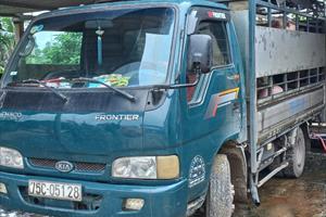 Chở 28 con heo vào tỉnh Thừa Thiên - Huế không có giấy chứng nhận kiểm dịch