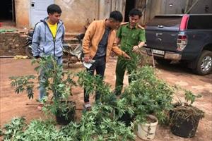 Đắk Nông: Phát hiện, bắt giữ một vụ trồng cần sa trái phép tại xã Nâm N'jang