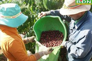 Cà phê Tây Nguyên chú trọng chất lượng cao và xuất khẩu 