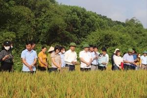 Sản xuất lúa hữu cơ ở Hà Tĩnh: Nhiều ưu điểm vượt trội