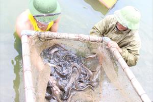 Triển vọng từ mô hình nuôi cá chạch lấu thương phẩm ở Nghệ An: Cần quan tâm khâu giống