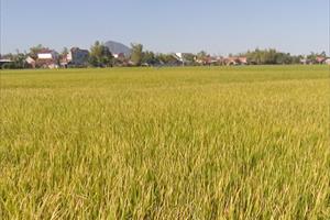 Phú Yên: Cây lúa khát khô, người dân thiếu nước sinh hoạt