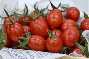 Nhật Bản “tung” cà chua chỉnh sửa gen CRISPR giúp giảm căng thẳng 