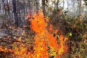 Quảng Nam: Cháy khoảng 40ha rừng keo ở Tiên Phước