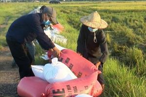 Chính quyền hỗ trợ, người dân Thịnh Lộc yên tâm “bám ruộng” vụ hè thu