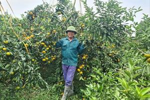 Hội Làm vườn và Trang trại huyện Thọ Xuân hướng hội viên tới sản xuất nông sản sạch