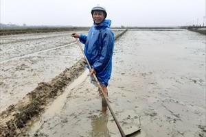 TT - Huế: Nông dân xuống đồng canh tác vụ Đông Xuân trong mưa, rét