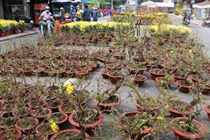 Diện tích trồng hoa kiểng Tết ở tỉnh Long An giảm đến 50%