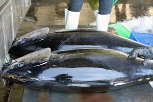 Tháng 9, xuất khẩu cá ngừ sang Italy và Canada tăng mạnh